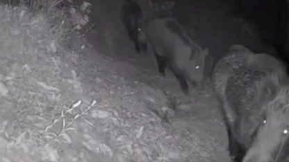 Diyarbakır’da yaban hayvanları foto kapana yakalandı