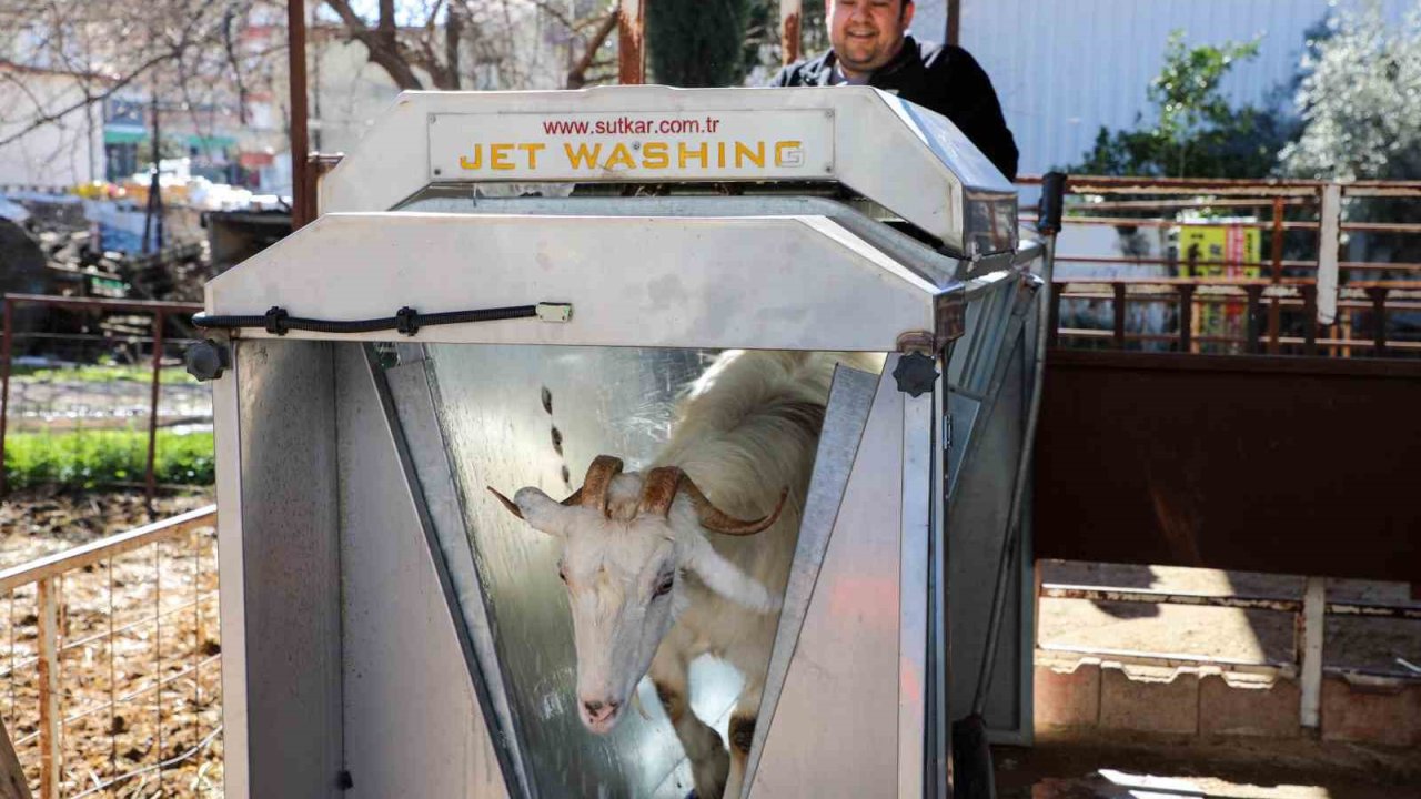 Döşemealtı’nda küçükbaş hayvanlara ücretsiz parazit uygulaması