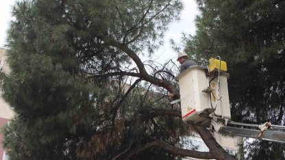 Efeler’de yağışlara dayanamayan 2 ağaç yan yattı