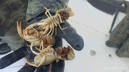 Eğirdir Gölü’nde kaçak pinterlere el konuldu, kerevitler göle bırakıldı