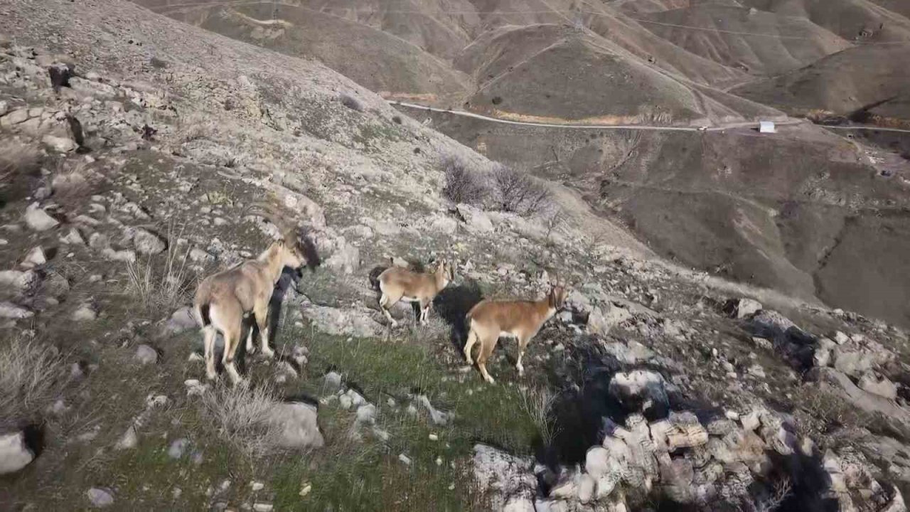 Elazığ’da dağ keçileri dron ile görüntülendi