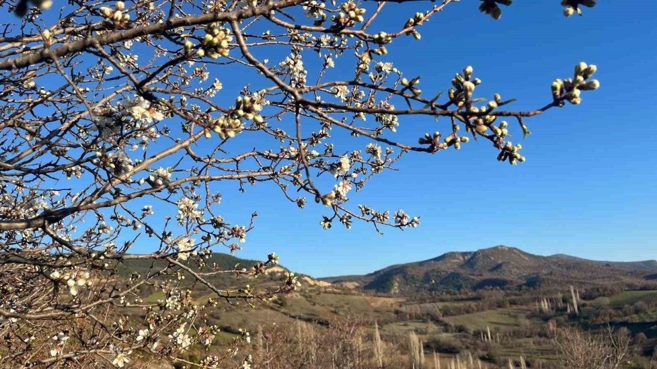 Emet’te badem ağaçları çiçek açtı