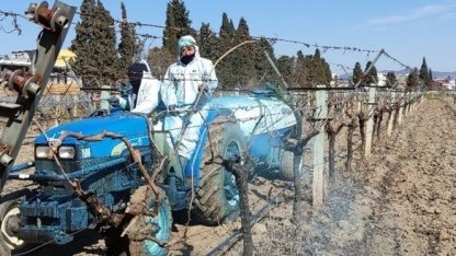 Erzincan Tarım Müdürlüğü’nden bordo bulamacı uyarısı: Uygulama zamanını kaçırmayın