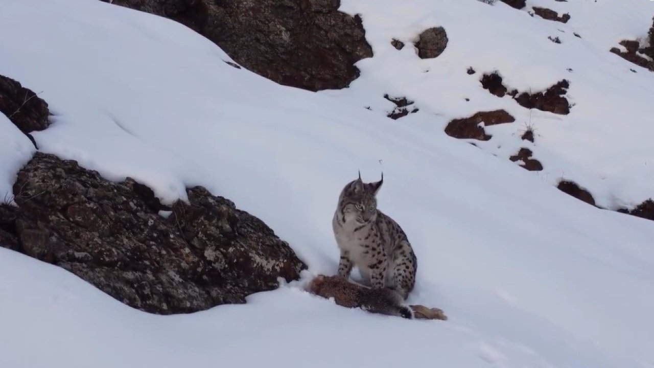 Erzincan’da "Doğadaki Kız" nesli tükenme tehlikesi altındaki vaşağı görüntüledi