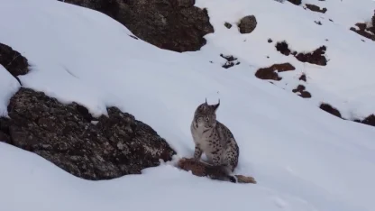 Erzincan’da "Doğadaki Kız" nesli tükenme tehlikesi altındaki vaşağı görüntüledi