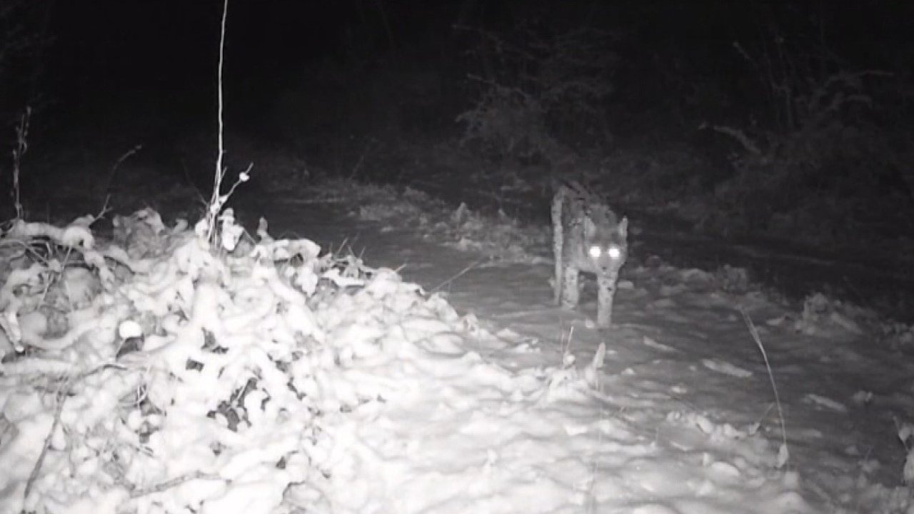 Erzincan’da yaban hayatı fotokapanla görüntüleniyor