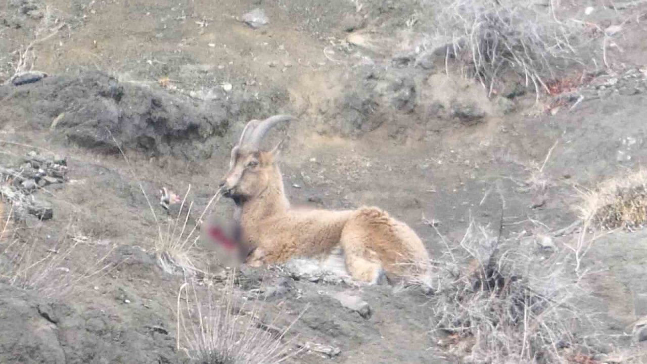 Erzurum’da kaçak avcılar yaban keçisini yaraladı