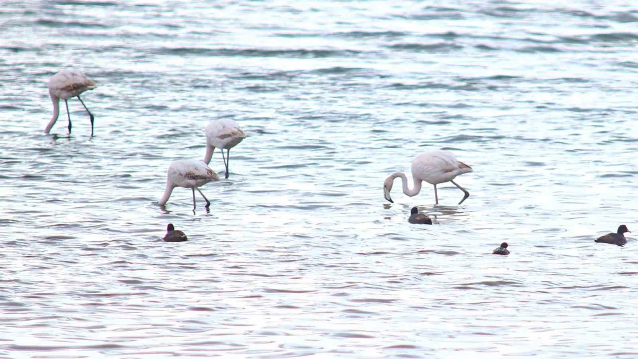 Flamingolar Van Gölü Havzası’na geri döndü