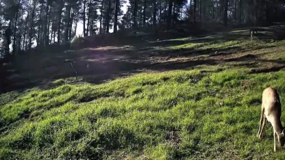 Ganos Dağları’nda karaca sürüsü fotokapana yansıdı