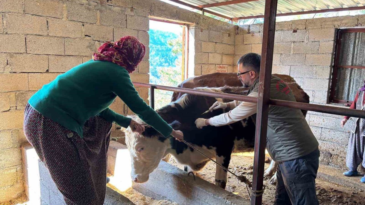 Gazipaşa’da hayvan sağlığı için sahada yoğun mesai