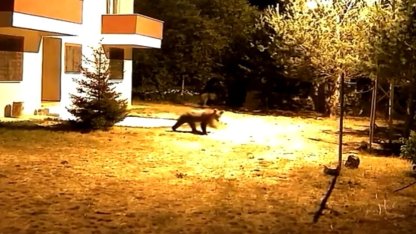 Gümüşhane’de alarm sesine aldırış etmeyen iki ayı görüntülendi