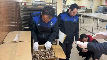 Haliliye’de 180 kilogram küflenmiş ceviz ele geçirildi