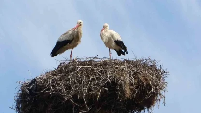 Hasköy’de leylekler aynı güzergahta 18 yuvayı doldurdu