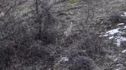 Hasköy’de tilkilerin dron ile imtihanı