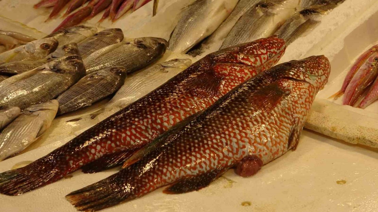 Hint Okyanusu’na özgü ‘portakal benekli lagos’ Mersin’de tezgaha çıktı