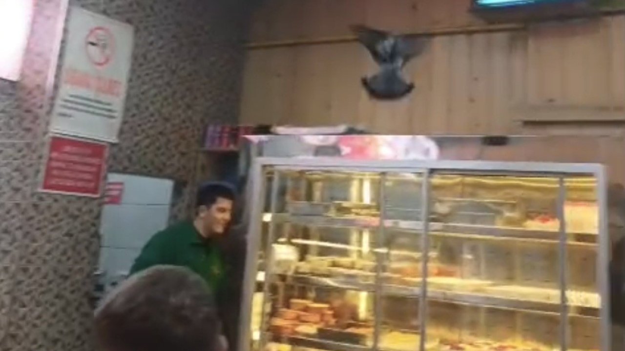 İftarda lokantaya giren güvercin ortalığı karıştırdı