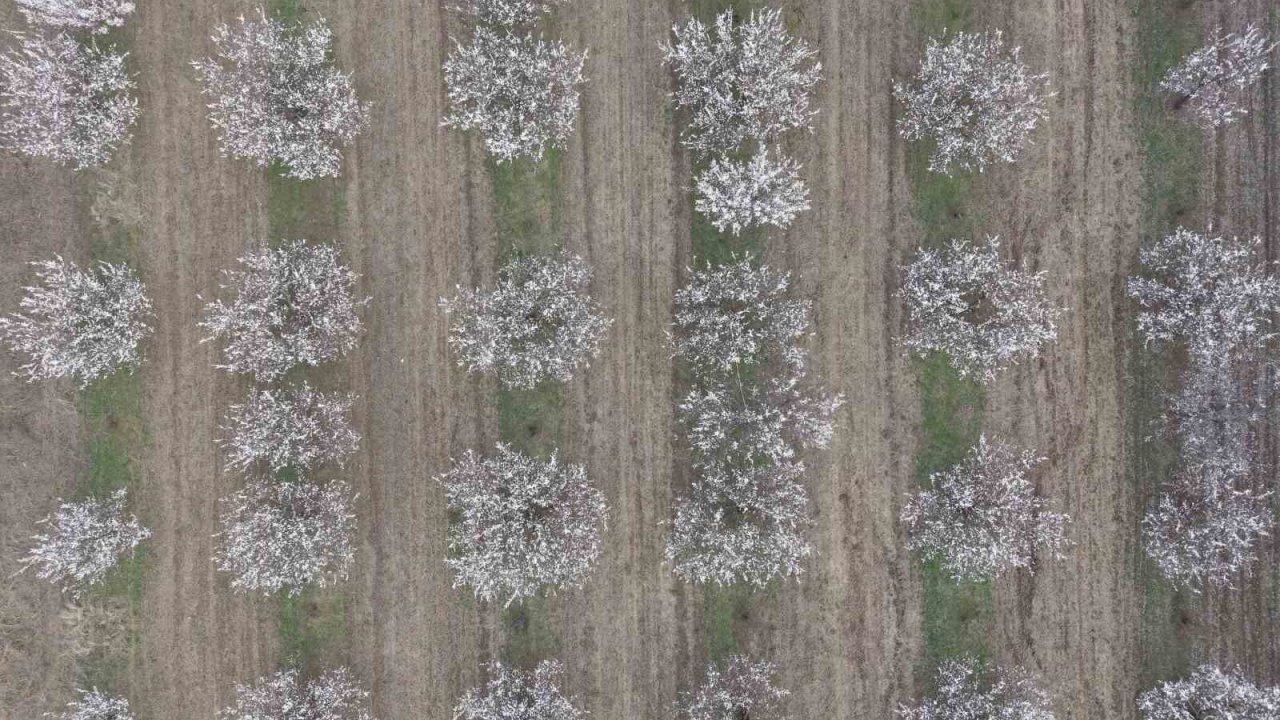 Iğdır’da kayısı ağaçları çiçek açtı, ova beyaza büründü