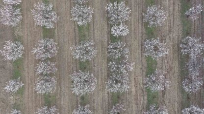 Iğdır’da kayısı ağaçları çiçek açtı, ova beyaza büründü