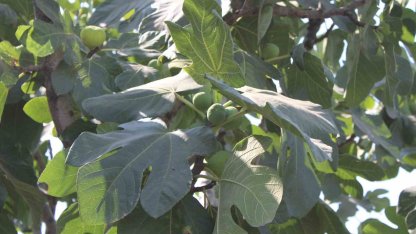 İncir üretiminde yenilenebilir enerjinin etkisi araştırılacak