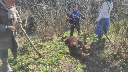 Kanala düşen ineği zabıta kurtardı