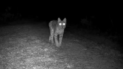 Karabük’te vaşak fotokapanla görüntülendi