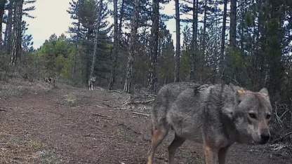Karabük’te yerleşim yerlerine inen yaban hayvanları kamerada