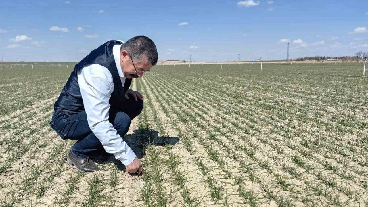 Karapınar’da hububat ekili alanlarda gelişim iyi