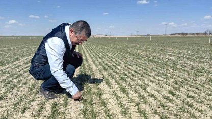 Karapınar’da hububat ekili alanlarda gelişim iyi