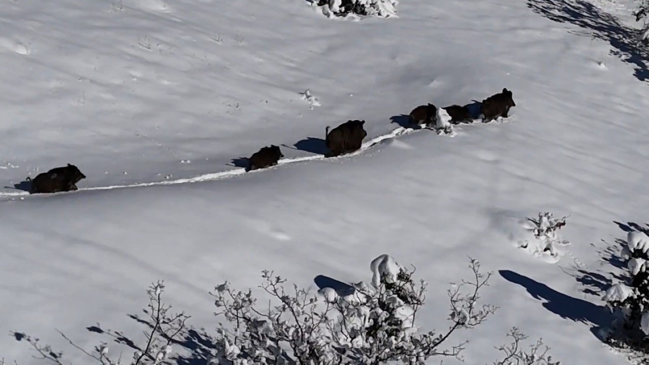 Karlı arazide ilerleyen domuz sürüsü havadan görüntülendi