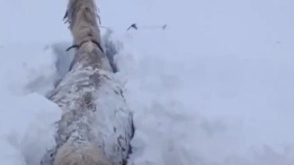 Kars’ta bu kez at kara saplandı