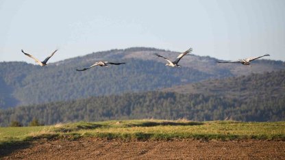 Kastamonu’da görsel şölen: Turna ailesi göç yolunda görüntülendi