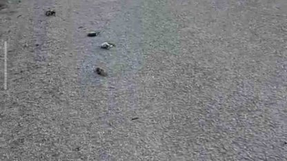 Kastamonu’da onlarca kuş yolda telef olmuş halde bulundu