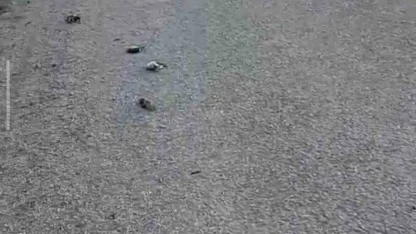 Kastamonu’da onlarca kuş yolda telef olmuş halde bulundu