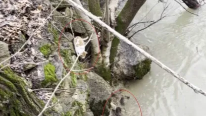 Kedi ile su samurunun saklambaç oyunu kameraya yansıdı