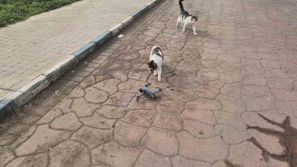 Kediler dronu fare sandı, ortaya renkli görüntüler çıktı
