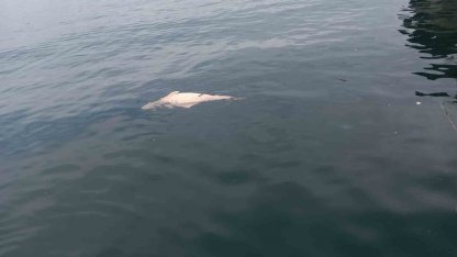 Kocaeli’de kıyıya sürüklenen ölü yunus görüntülendi