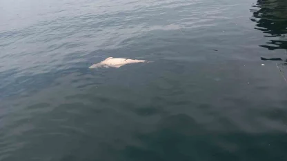 Kocaeli’de kıyıya sürüklenen ölü yunus görüntülendi