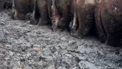 Konya’da sosyal medyaya yansıyan hayvancılık işletmesi görüntülerine inceleme