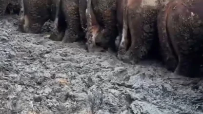 Konya’da sosyal medyaya yansıyan hayvancılık işletmesi görüntülerine inceleme