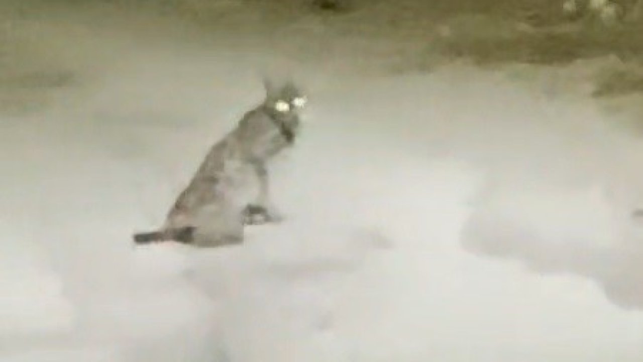 Konya’da vaşak görüntülendi