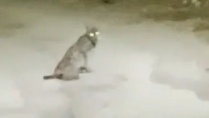 Konya’da vaşak görüntülendi