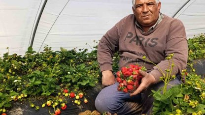 Köprübaşı çileği altın sezonunu yaşıyor