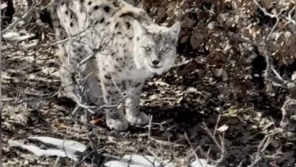 Köyün içerisine giren vaşak görüntülendi