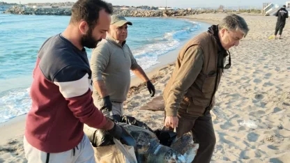 Kuşadası’nda 2 yeşil deniz kaplumbağası ve 1 caretta caretta ölü bulundu