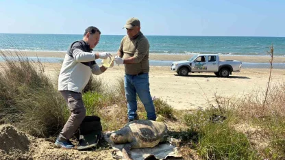 Kuşadası’nda deniz kaplumbağası ölümleri artıyor: Bir haftada 7 kayıp