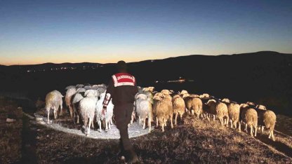 Kütahya’da kaybolan hayvanları jandarma dronla buldu