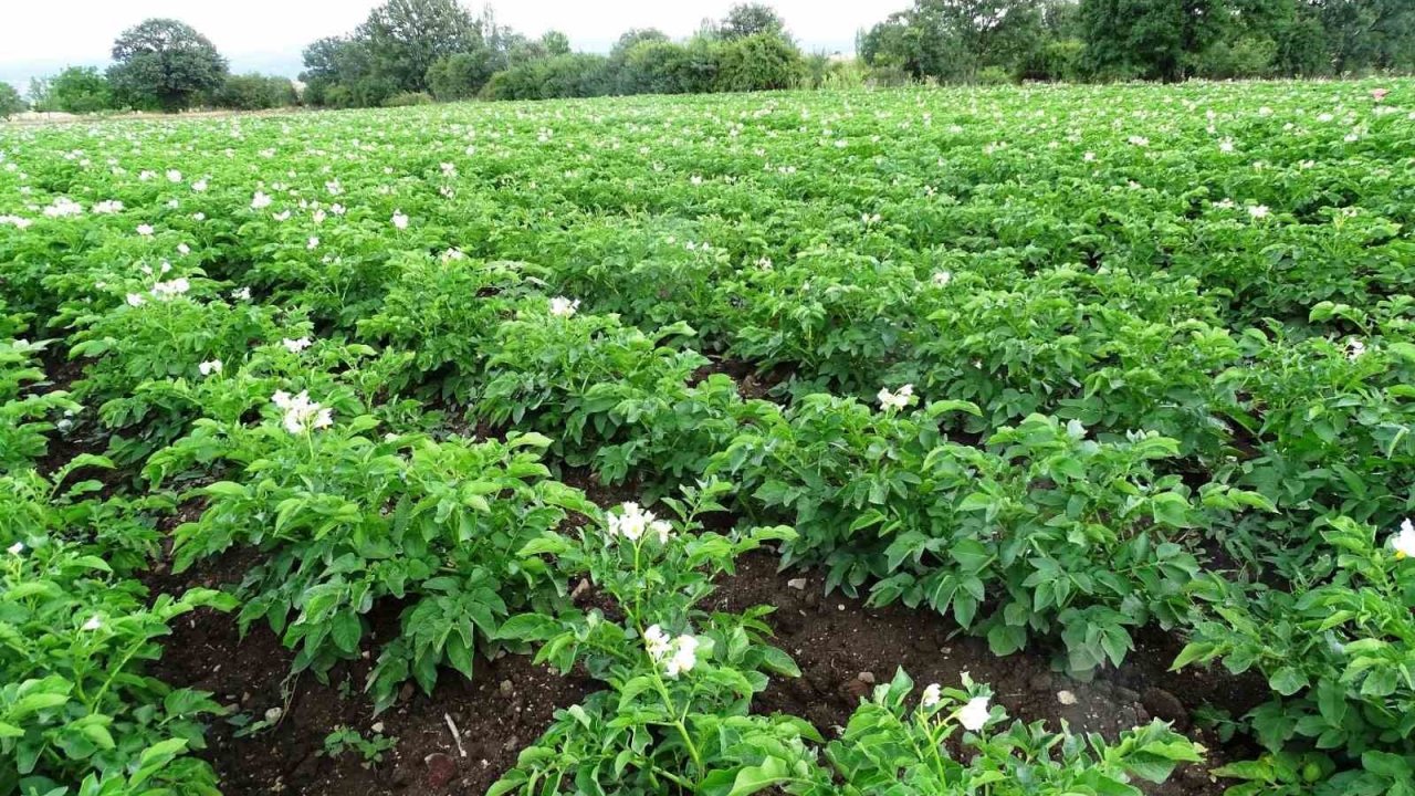 Kütahya’da patates üreticilerine ’Bitki Pasaportu’ uyarısı