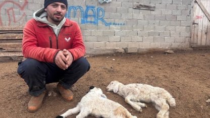 "Kuzu Septisemisi" yeni doğan kuzuları telef ediyor