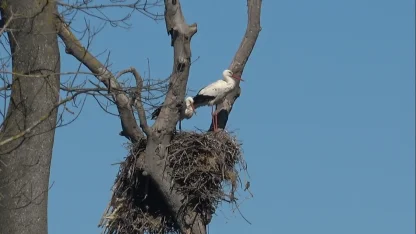 Leylekler baharın müjdesiyle geri döndü