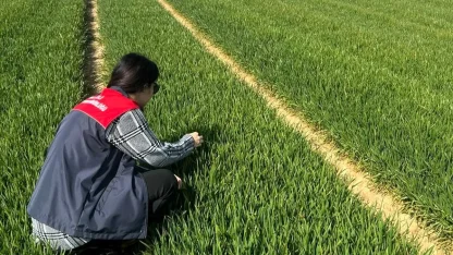 Lüleburgaz ve Pehlivanköy’de hububat tarlaları mercek altında